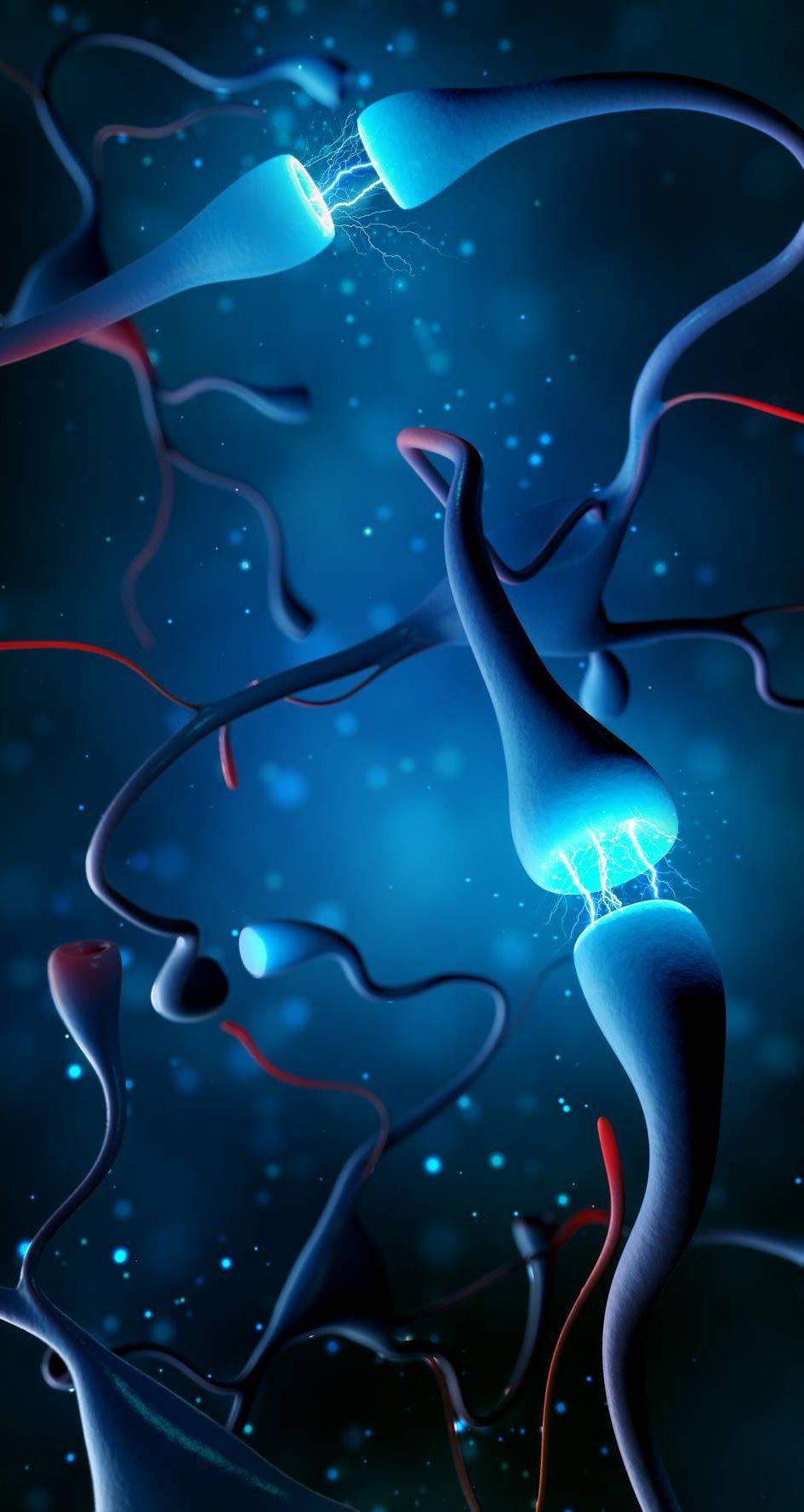Connexions neuronales